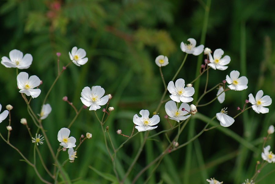 Ranunculus platanifolius / Ranuncolo a foglie di platano